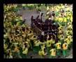 Carnevale di Ivrea