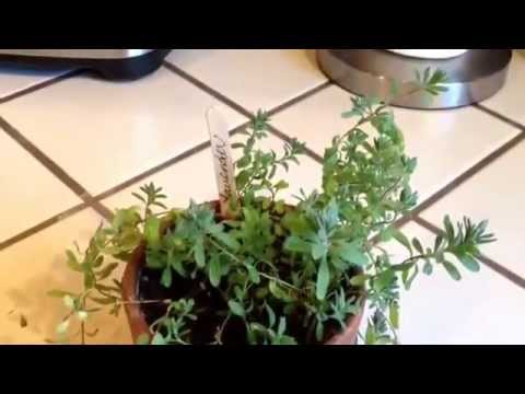 how to fertilize lavender plant