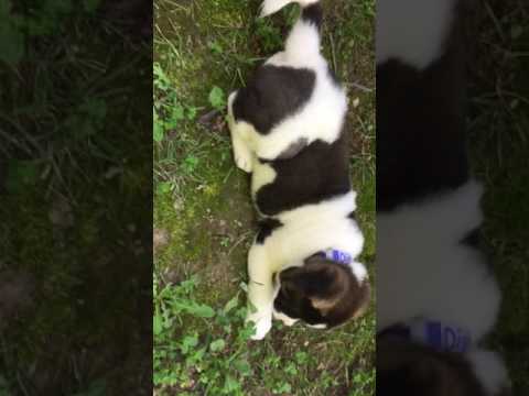 Diesel is a handsome Male puppy coming to your neighborhood