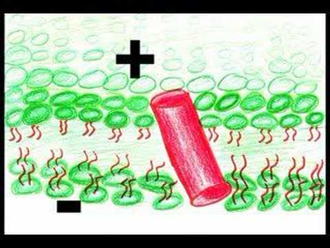 0 How photosynthesis works