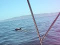 Dolphins near Catalina Island