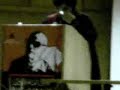 كلنا بنحبك يا حمار