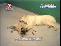 smart pug smart pug