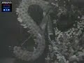 Enterro de Salazar