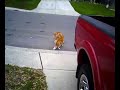 cat-fight.html