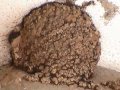 videos de Pizzo Calabro - Rondini