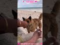 Not all heroes wear a capes 🥰#rescueanimals #kindness #animallife #love #foryou