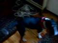 Bull Terrier Miniatura video