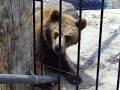 another of our fun day at the animal park. the two children grumping at each other in the background are my niece and nephew. lovely, huh?

all comments must be approved. spammers will be deleted, blocked and reported.