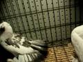 videos de WWW.PigeonPeddler.Com  /  Indian Fantail Pigeons 2