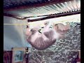 YouTubeサムネイル[Hiuh3cj7lFs] - 3枚目