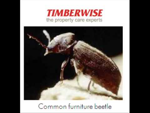 how to cure woodworm