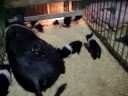 piggies!
