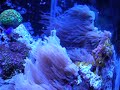 Anthelia (waving hand coral)