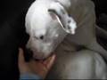 Bulldog Americano video
