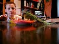 Onze Groene Leguaan 'Spiky'