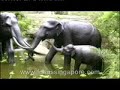 Singapore Zoo -- The Arena of the Wild