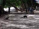 Pizote (Coati) Battle in Manuel Antonio, Costa Rica