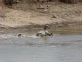 Zebra Kill at Mara River