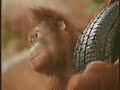 Uniroyal Advert with Orangutang