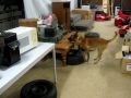 ASG K-9 Unit Kyano 2.AVI