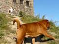 videos de Shar Pei, Thi-Hi kennel, DEMI & DENAR