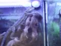 bearded dragons at petco