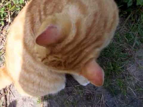 how to treat fleas on cats