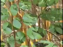 Fall Foliage with Flowing Flute