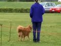 Moses - Competing in Obedience Trial CCD