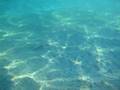 videos de Strange long fish...