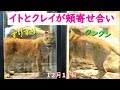 イトとクレイ頬寄せあってスリスリ❤イトの初公開日 12月11日✨【イトとクレイの美しき日々21】