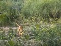 Podencos
