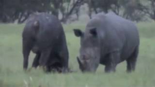 Who do you think will win this battle? Rhino vs Cape Buffalo