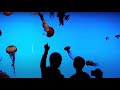 Jellyfish - (song is Come Back When You Can by Barcelona)