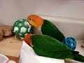 JoJo and Chickie caiques hanging out on sink