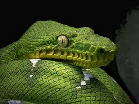 YouTube reptile video