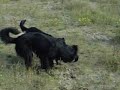 honden spellen