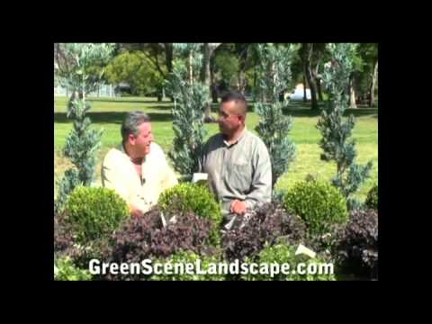 how to fertilize boxwood shrubs