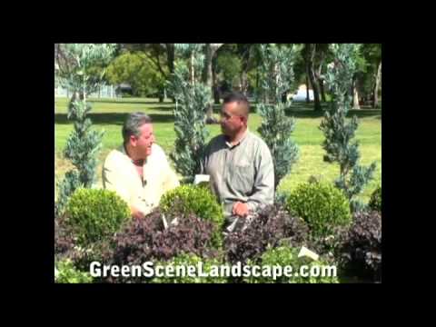 how to fertilize english boxwood