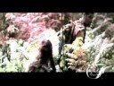 PREVIEW Jack\Kate - Love Should