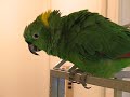 TALKING PARROTS: What A Zoo! TALKING PARROTS: What A Zoo!