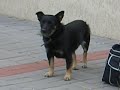 A dog Called Psi zyd walking through the Chłapowo