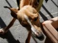 DOL forums destructo-dogs!