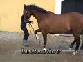 Klikkertr�ning - Line og Lancie