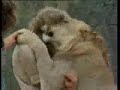 Christian-the-lion-R