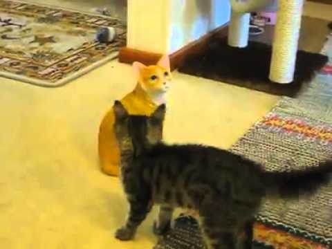 Mira la batalla de un tierno gatito con otro gato de juguete - VIDEO