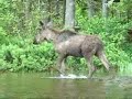 STARVING MOOSE