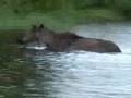 STARVING MOOSE