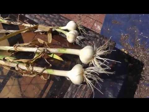 how to harvest elephant garlic